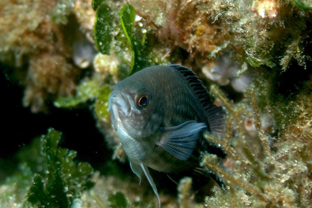 Chromis chromis